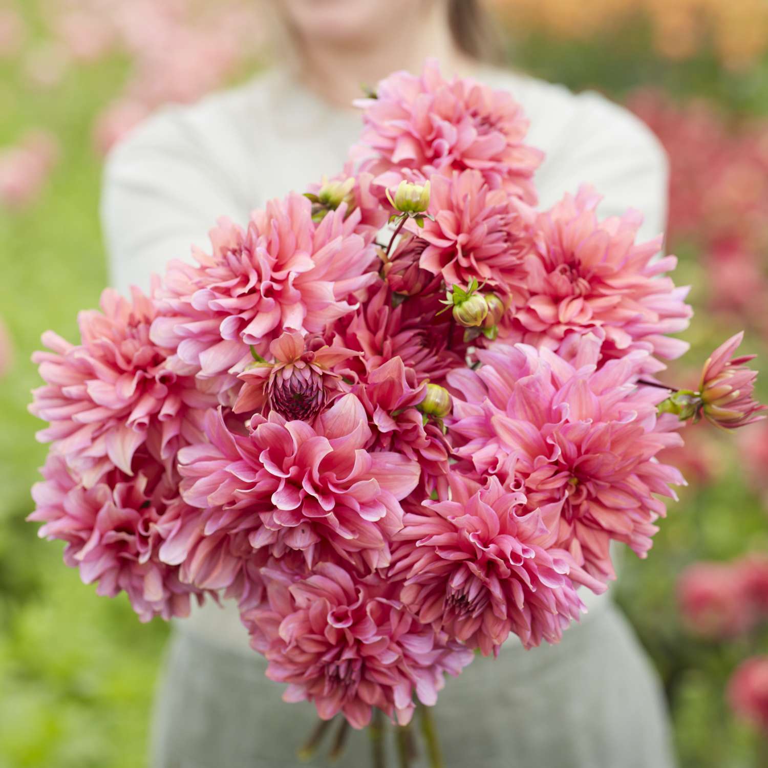 Dahlia 'Arit Anderson'